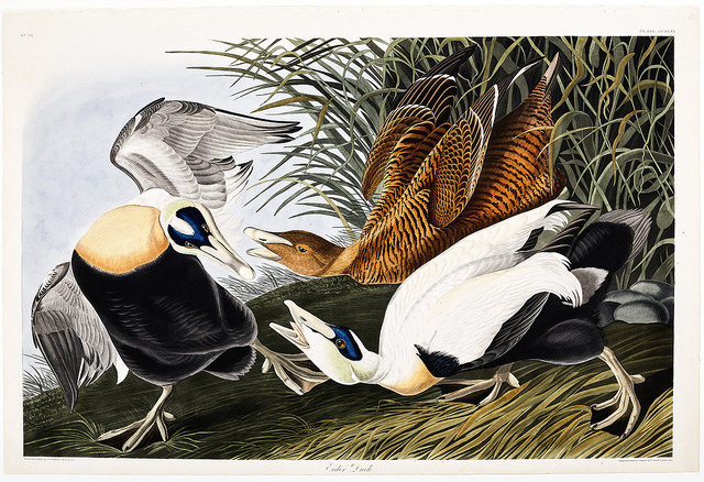 Eider Duck or Common Eider /Library of Parliament / Bibliothèque du Parlement (via Flickr)